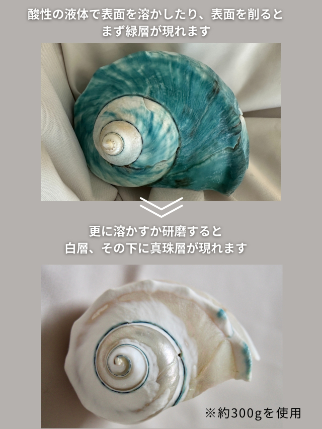夜光貝【約1600～1800g/1個】En: Green Turbo Snail (Size:1600-1800g