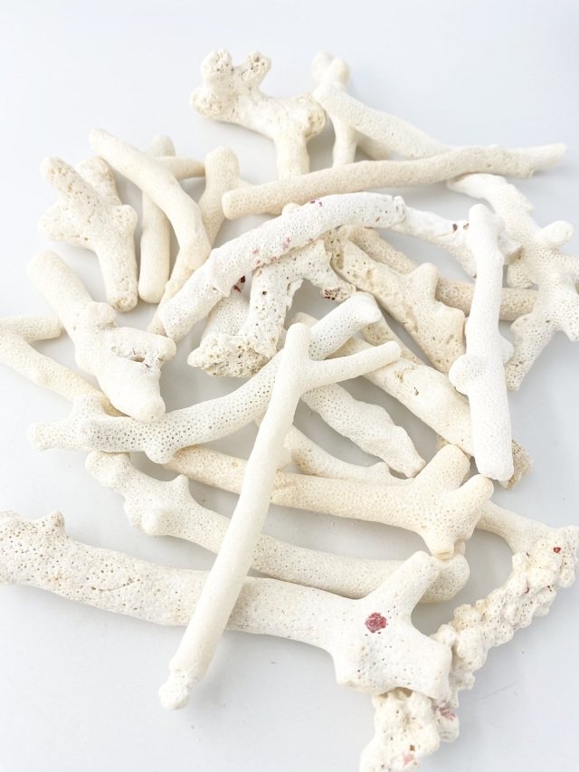 枝サンゴ-L-【約10～20cm/約1kg】 - Not for overseas sale -