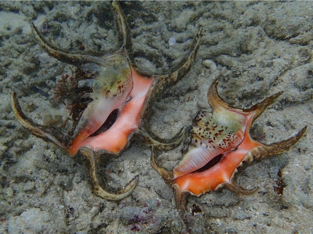 No. 3 スイジガイ（水字貝） 貝殻の問屋さん- 世界の貝殻・自然素材