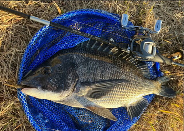 アピア グランデージ ヴァイスC75ML 【シーバスルアー専門店 キング