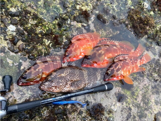 トランスセンデンス ガルッパ86B (Galupa86B)【シーバスルアー専門店