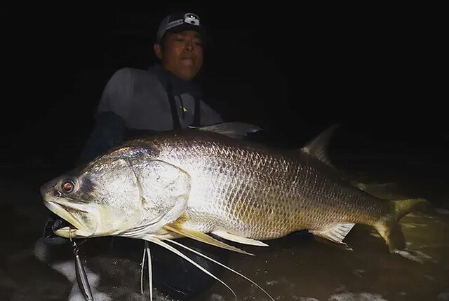 トランスセンデンス ショアアール94S 【シーバスルアー専門店 キング