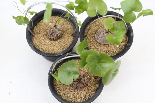 アフリカ亀甲竜 実生 A0670☆ディオスコレア・エレファンティペス