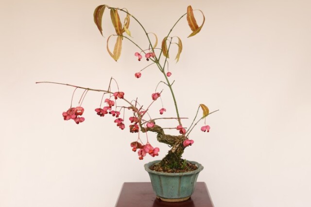 マユミ A3459☆真弓 花物実物 小品盆栽☆「送料無料」浦部陽向園