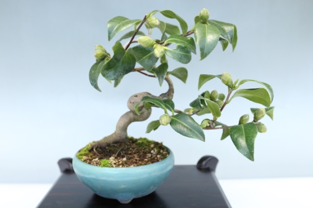 ヤブツバキ A3049☆藪椿 花物実物類 小品盆栽☆「送料無料」浦部陽向園