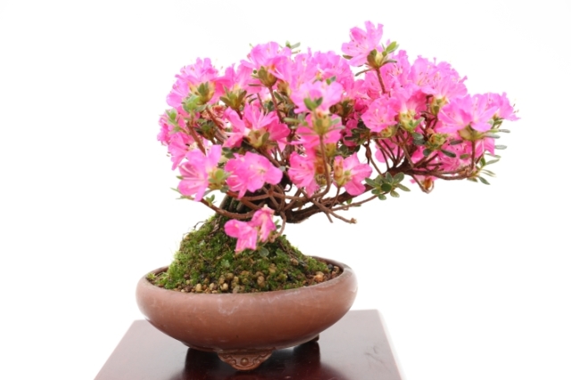 舞扇 A2799☆ミヤマキリシマ 花物実物類 小品盆栽☆浦部陽向園