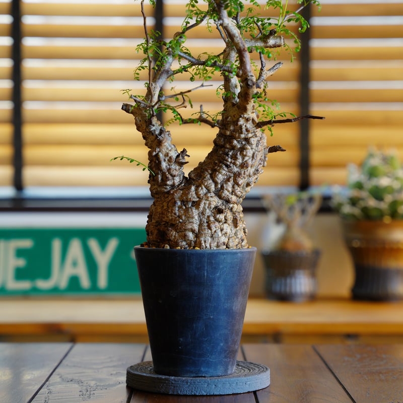 オペルクリカリア パキプス-OP53 | Supervoid Caudex