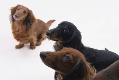 通信】ドッグトレーナー講座 | ヒューマンアカデミー（通信） 通信講座