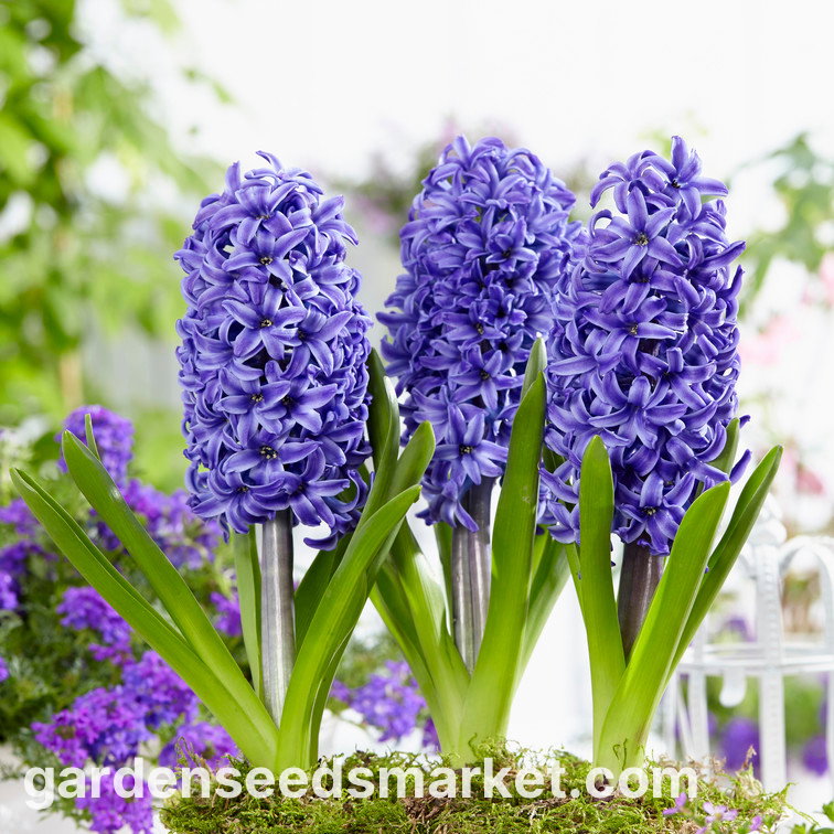 ヒヤシンスブルーパール - 3個 - Hyacinthus – Garden Seeds Market