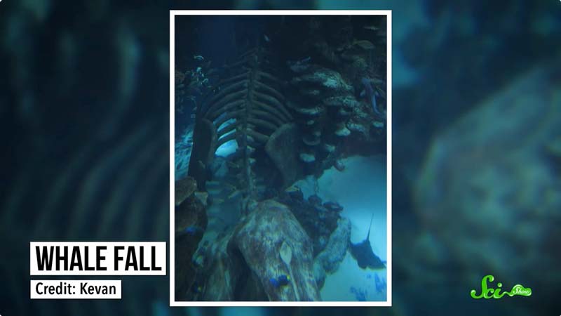 海底の豊かな実り クジラの死骸が生み出す「鯨骨生物群集」の可能性