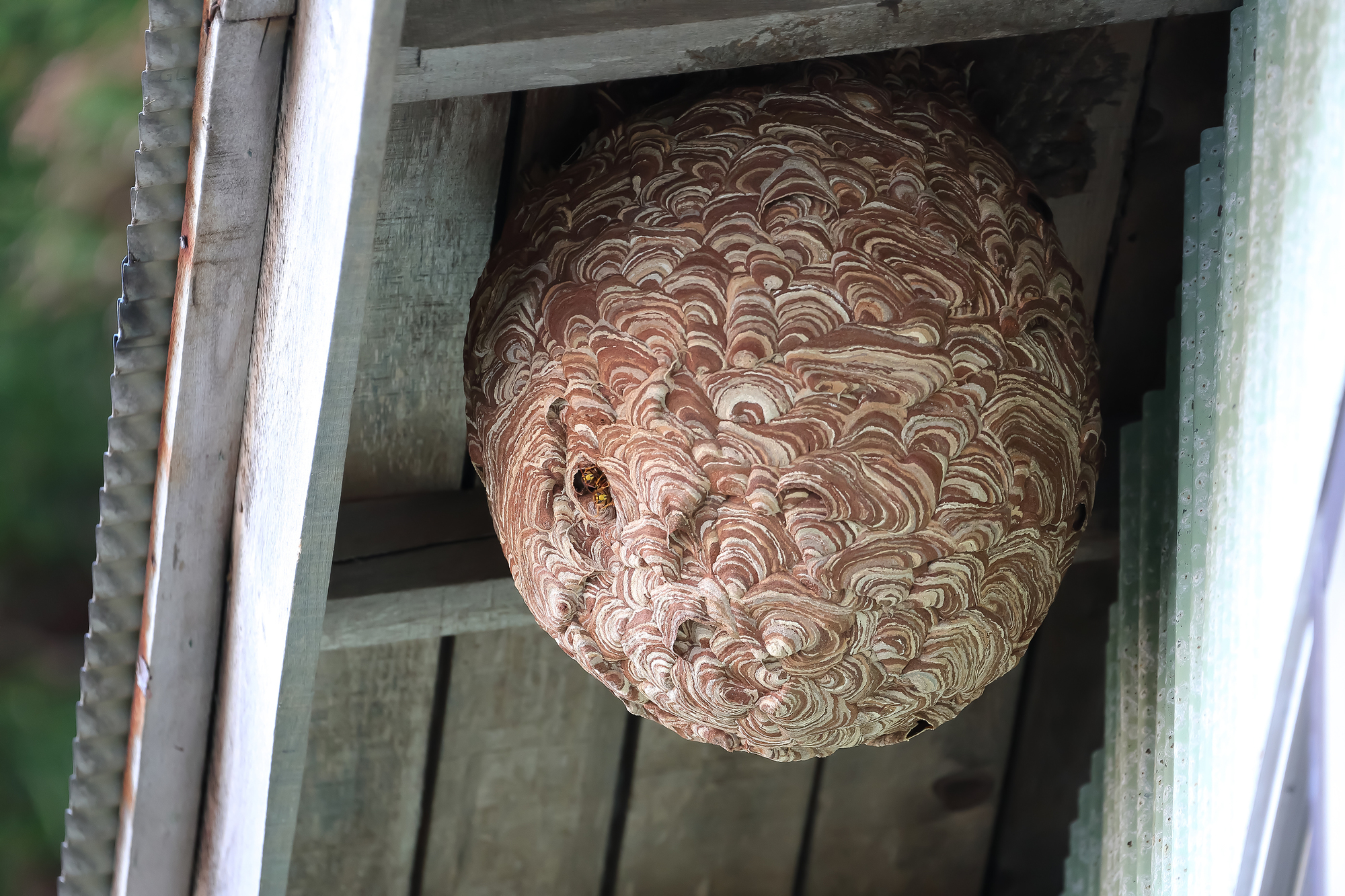 スズメバチの巣の基礎知識！見た目の特徴、巣を見つけたときの対処法は？