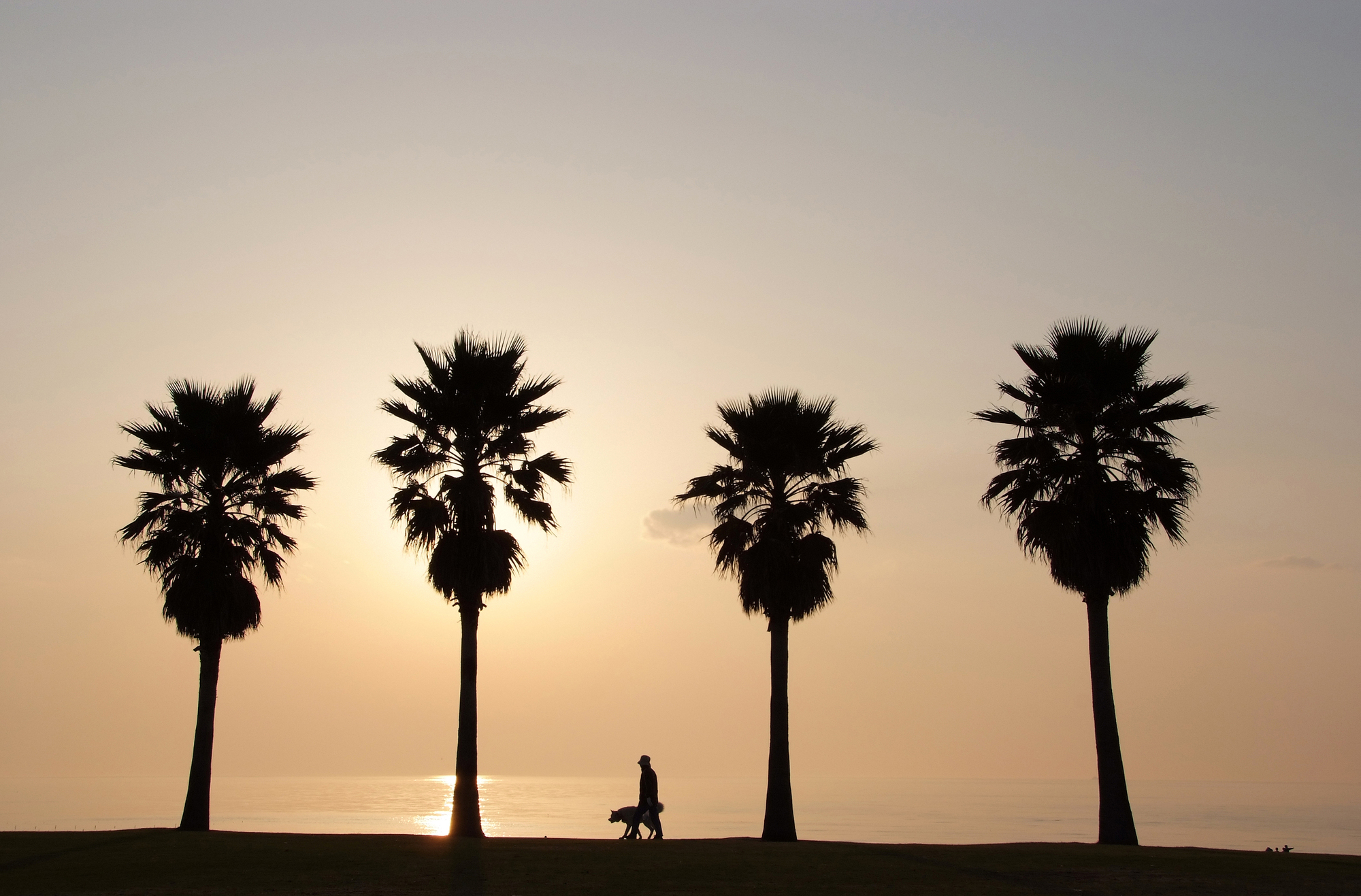 シュロの木とは？基本的な情報や特性、育て方について