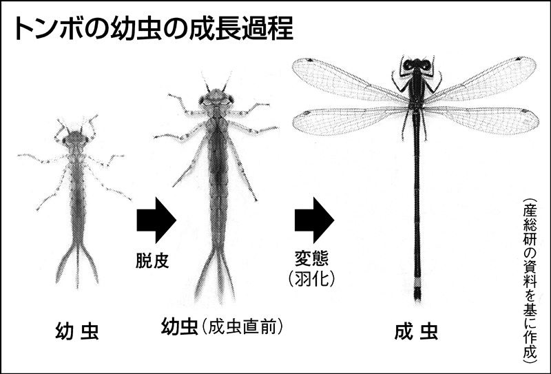 産総研が成功、トンボの「変態」遺伝子群を特定した意義｜ニュー