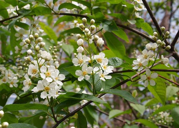 ウワミズザクラ類 | 青柳庵日記