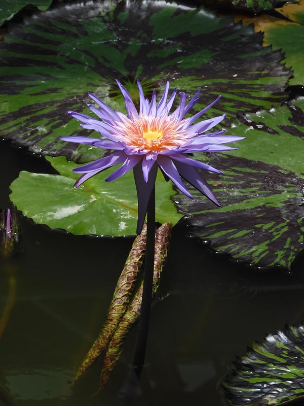 熱帯睡蓮 no.37「フォックス・ファイヤー」〈神代植物公園 大温室 熱帯