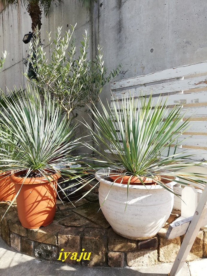 ユッカ ロストラータ 10号(0012) ワイルドな観葉植物 ドライガーデン