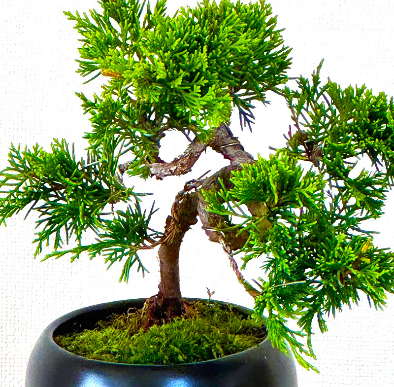 盆栽 真柏 糸魚川真柏 育て方ガイド付 送料無料 無料ラッピング 趣味