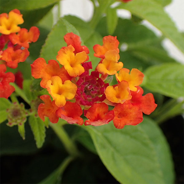 園芸ネット本店｜スーパーランタナ：レインボーオレンジ3号ポット* の