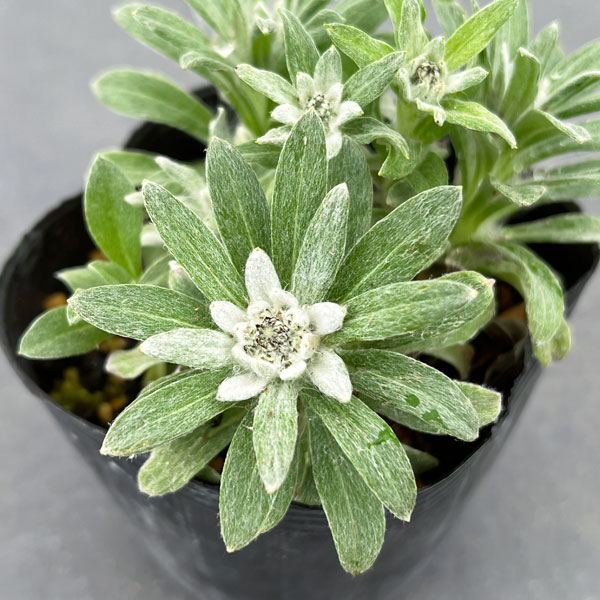 園芸ネット本店｜千島ウスユキソウ3号ポット の通販【公式】