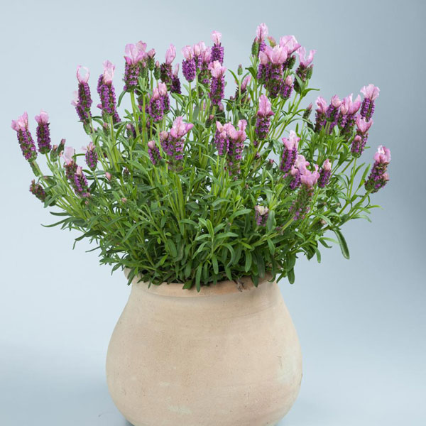 園芸ネット本店｜ラベンダー：ピンクロリポップ3号ロングポット 3株