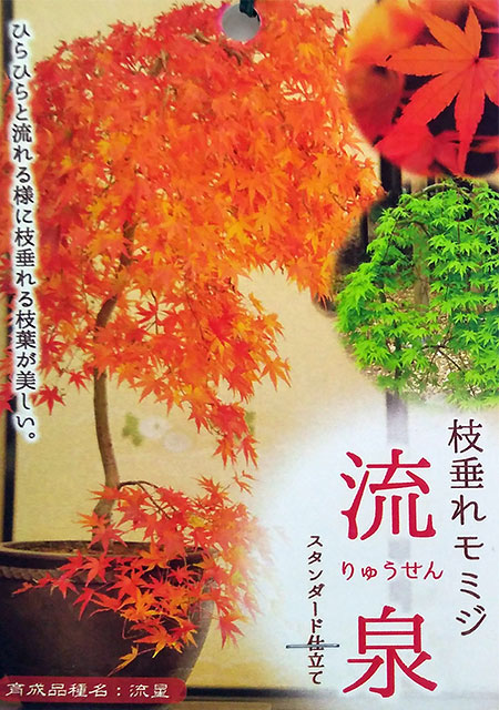 園芸ネット本店｜モミジ（カエデ）：流泉（りゅうせん）スタンダード