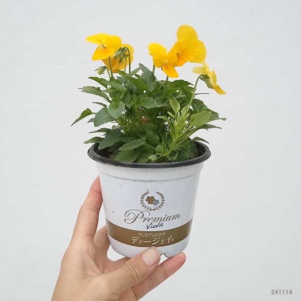 園芸ネット本店｜ビオラ：ディージェイ イエロー3.5号ポット の通販