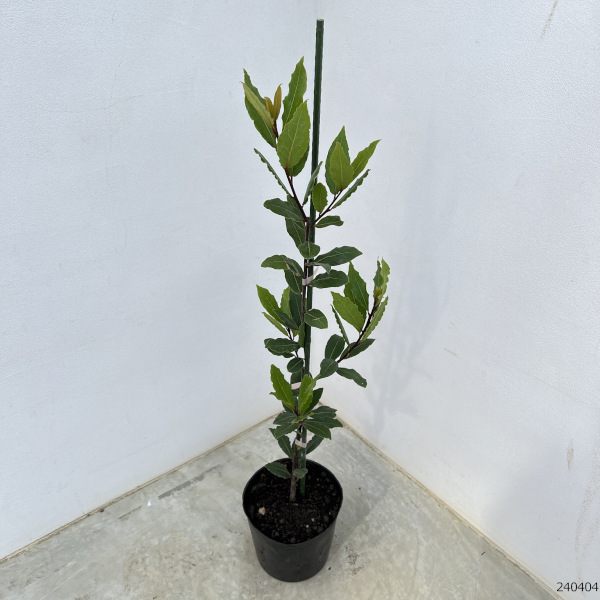 園芸ネット本店｜[26年6月中下旬予約]ゲッケイジュ（月桂樹）：香り