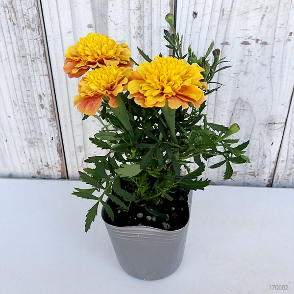 園芸ネット本店｜季節のミニ寄せ植え：マリーゴールド （わい性