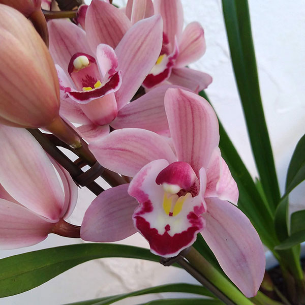 園芸ネット本店｜シンビジウム：はなつむぎ2本立ち5号鉢植えアーチ