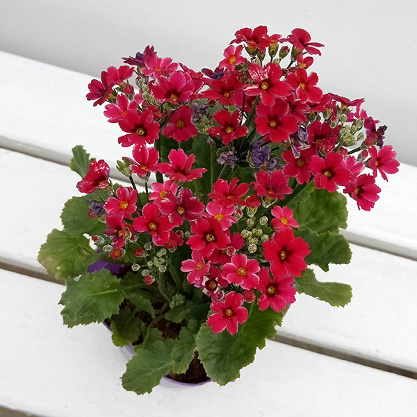 園芸ネット本店｜プリムラ： マラコイデス エトワール（星咲き