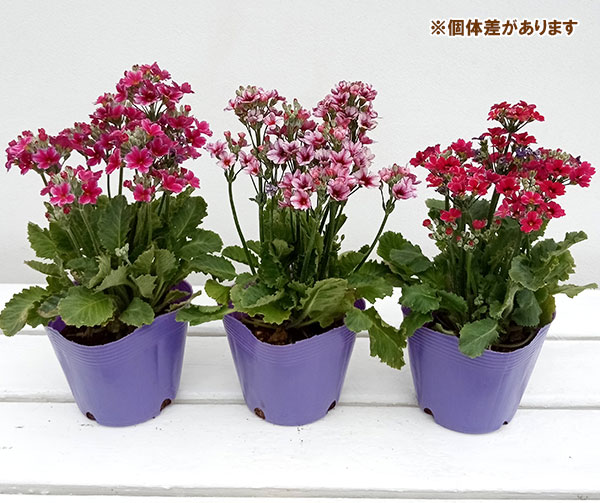 園芸ネット本店｜プリムラ： マラコイデス エトワール（星咲き