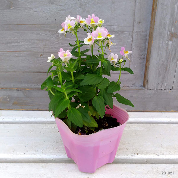 園芸ネット本店｜ネメシア：レモンパイ3.5号ポット の通販【公式】