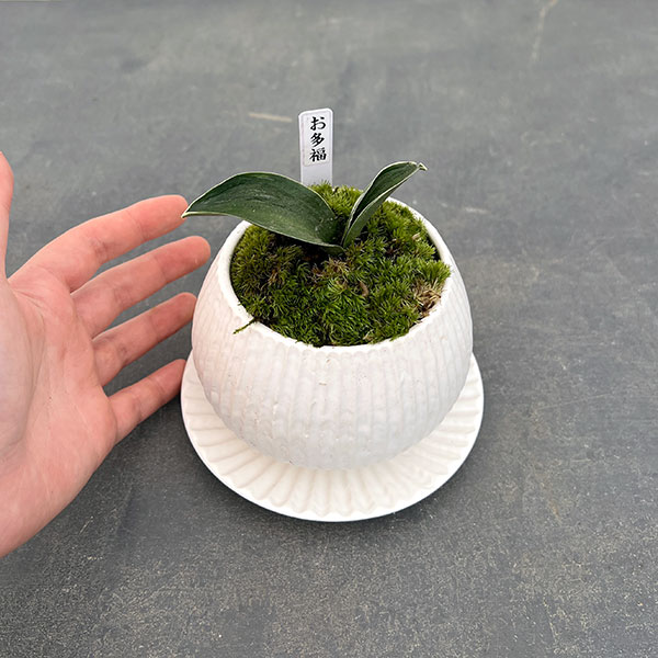 園芸ネット本店｜[ギフトに]オモト（万年青）：お多福・鉢植え／ラピス