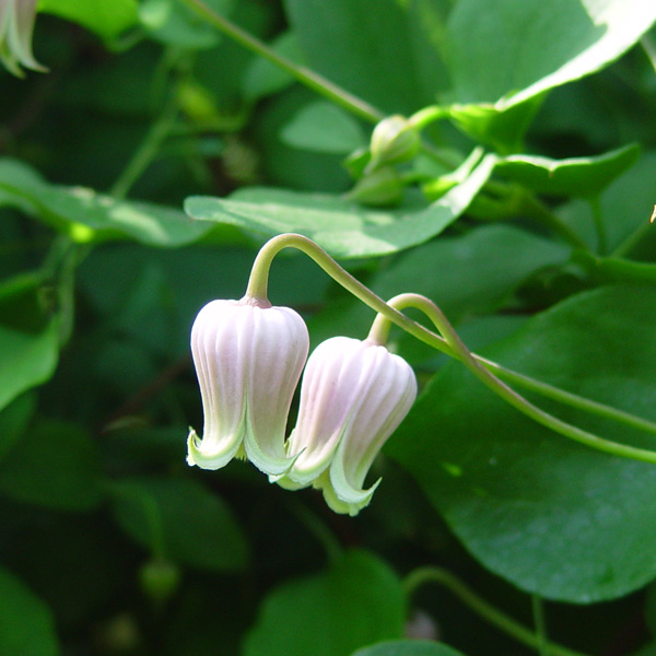 園芸ネット本店｜クレマチス：バーシカラー3.5号ロングポット（原種