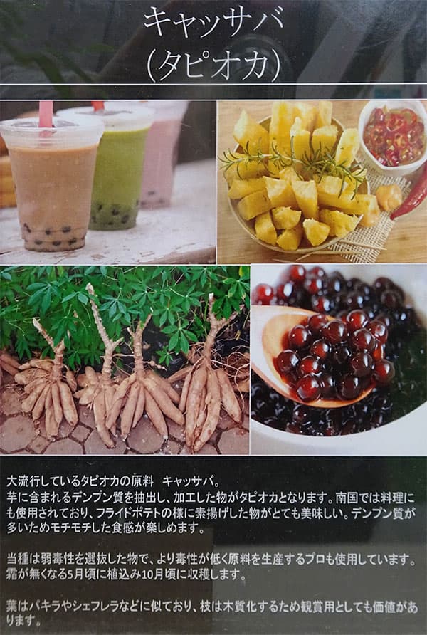 園芸ネット本店｜キャッサバ（タピオカ）の苗3～3.5号ポット の通販