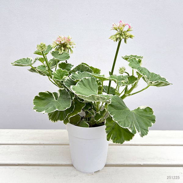 園芸ネット本店｜ゼラニウム：星咲きホワイトリング4号鉢植え の通販