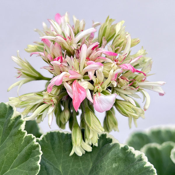 園芸ネット本店｜ゼラニウム：星咲きホワイトリング4号鉢植え の通販