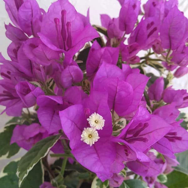 園芸ネット本店｜ブーゲンビレア：サンデリアーナパープル4号鉢植え の