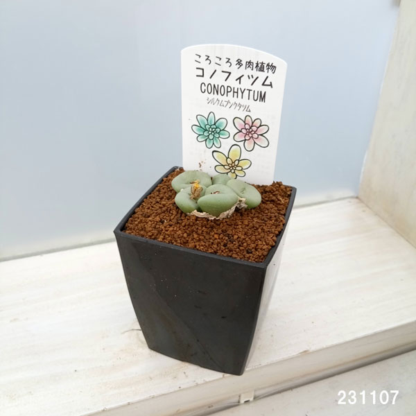 園芸ネット本店｜[送料無料]コノフィツム：品種おまかせ 3号鉢植え 3株