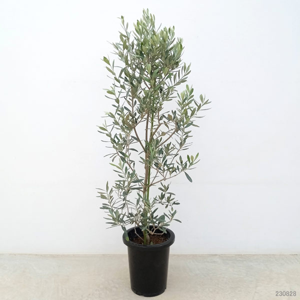 園芸ネット本店｜オリーブ：チプレッシーノ 8号鉢植え の通販【公式】