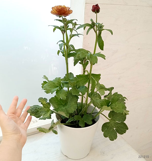 園芸ネット本店｜ラナンキュラス：ラックス サティロス6号鉢（開花終了