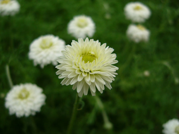 園芸ネット本店｜カモミール：ダブルフラワーカモミール3号ポット* の