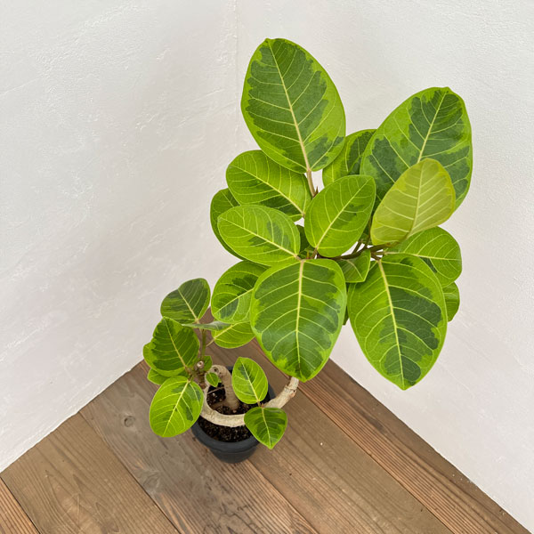 園芸ネット本店｜フィカス：アルテシマ（曲げ仕立） 6号鉢植え の通販