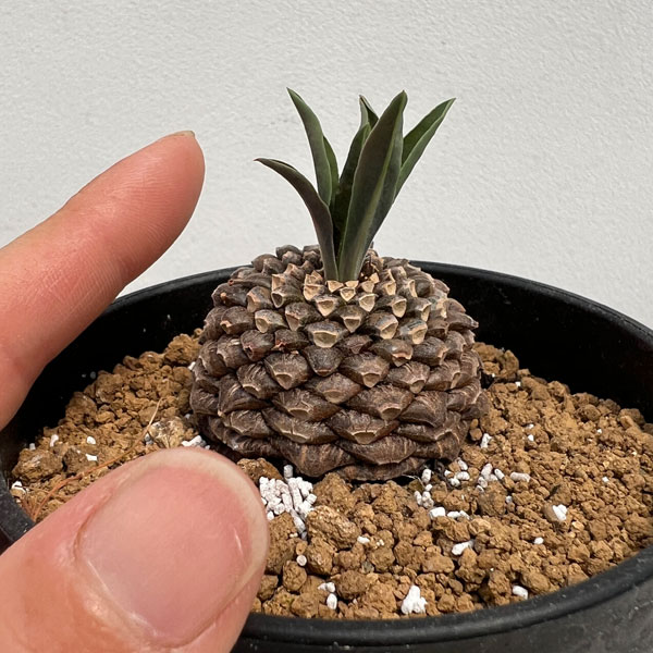 園芸ネット本店｜ユーフォルビア：鉄甲丸（てっこうまる）3.5号 の通販