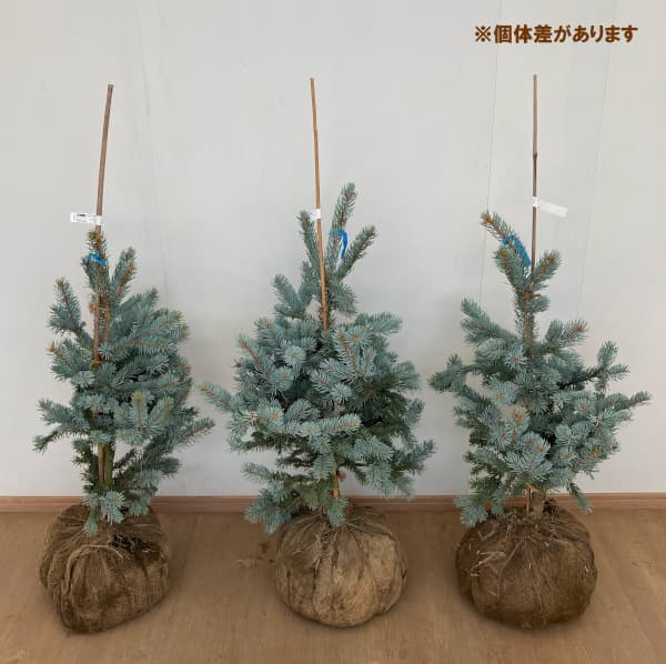 園芸ネット本店｜ピセアプンゲンス（プンゲンストウヒ）：ホプシー