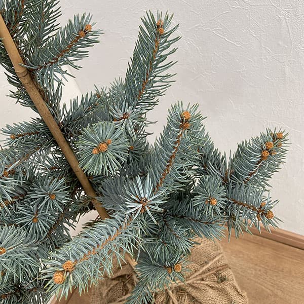 園芸ネット本店｜ピセアプンゲンス（プンゲンストウヒ）：ホプシー