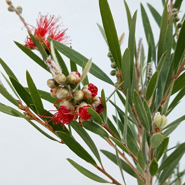 園芸ネット本店｜カリステモン（金宝樹・ブラシノキ）：ドーソンリバー