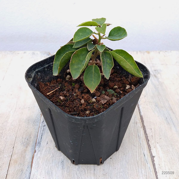 園芸ネット本店｜ブーゲンビリア八重咲き：オレンジ系3号ポット の通販