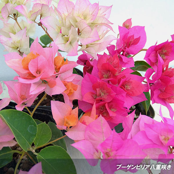 園芸ネット本店｜ブーゲンビリア八重咲き：レッド系3号ポット の通販