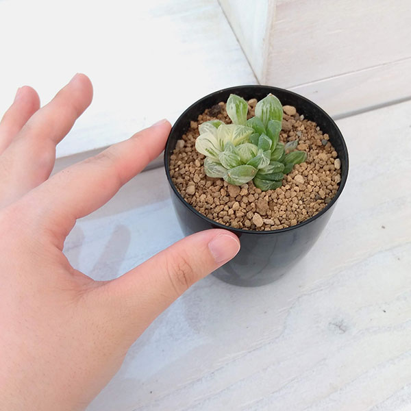 園芸ネット本店｜希少ハオルチア：オブツーサ錦（極上斑） 2.5号 の